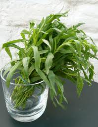 French tarragon